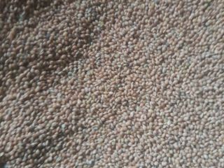 I will buy yellow millet for food purposes. Large