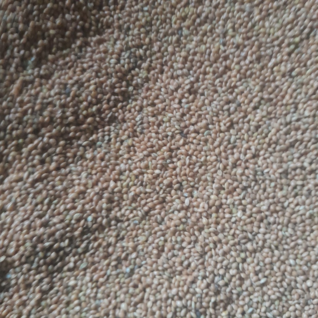 I will buy yellow millet for food purposes