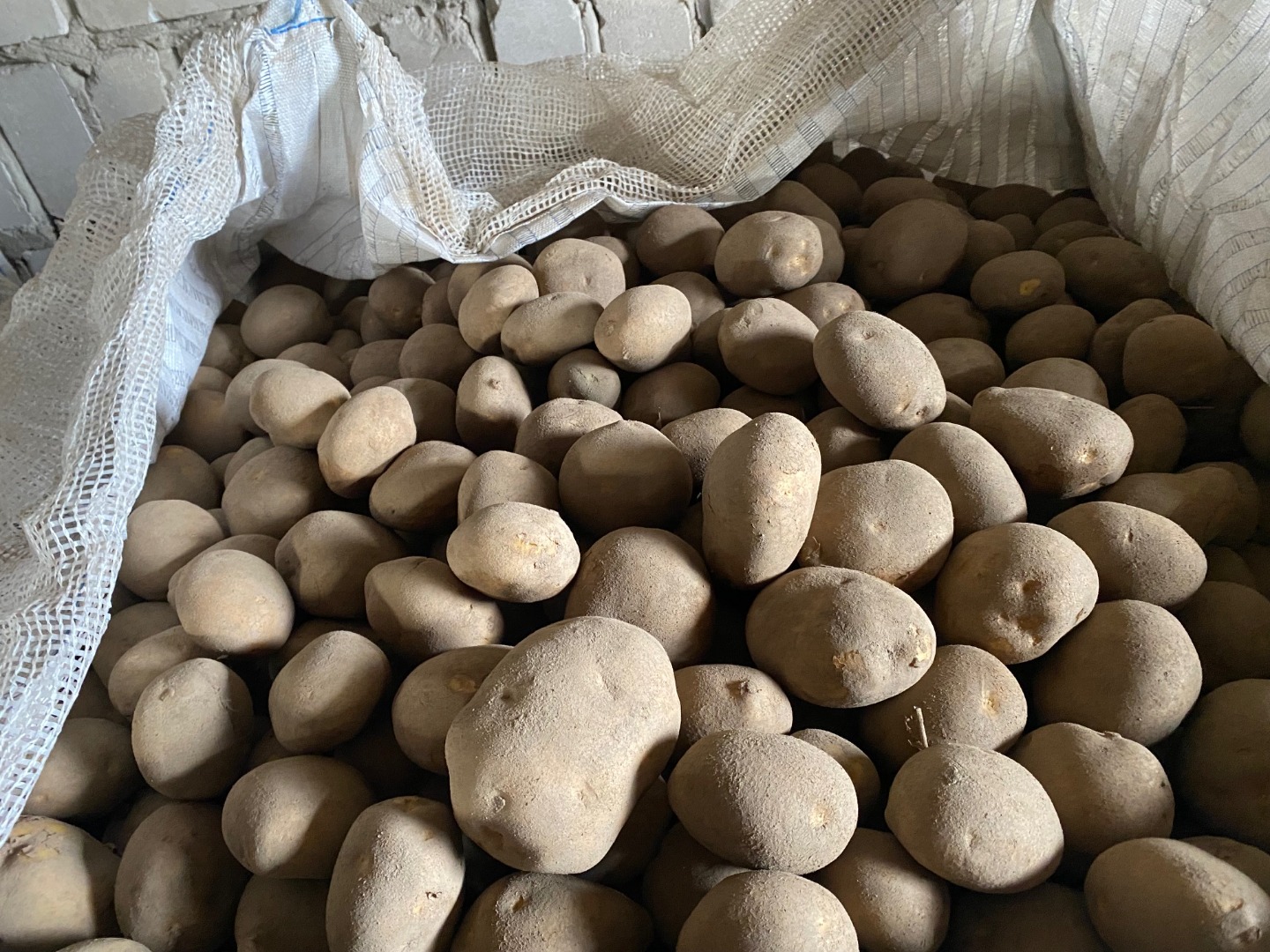We have had 10,000 tons of potatoes available since September