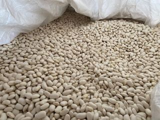 We offer very good quality beans: Jaś pytic, 100-140