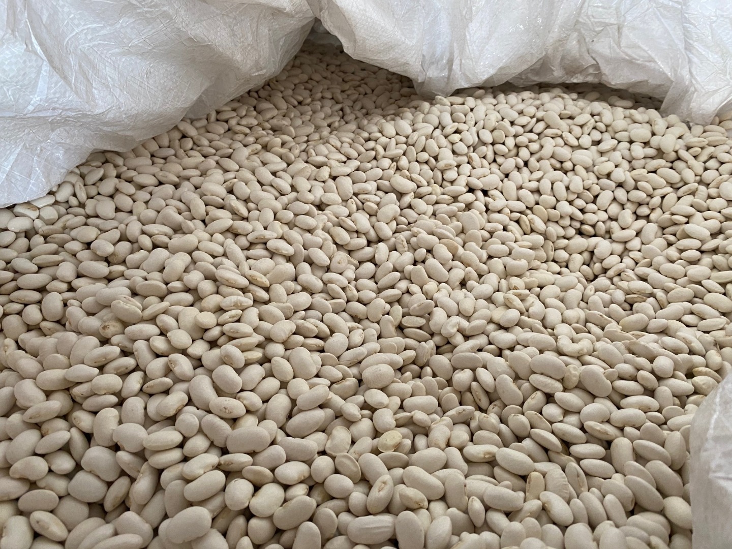 We offer very good quality beans: Jaś pytic, 100-140 beans per 100 grams, moisture content up to 16%, We also have Aura beans 180-220 beans per 100 grams