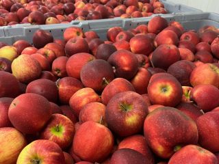 I am selling RED JONAPRINS