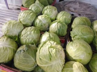 I offer Mursal cabbage, with the possibility of issuing