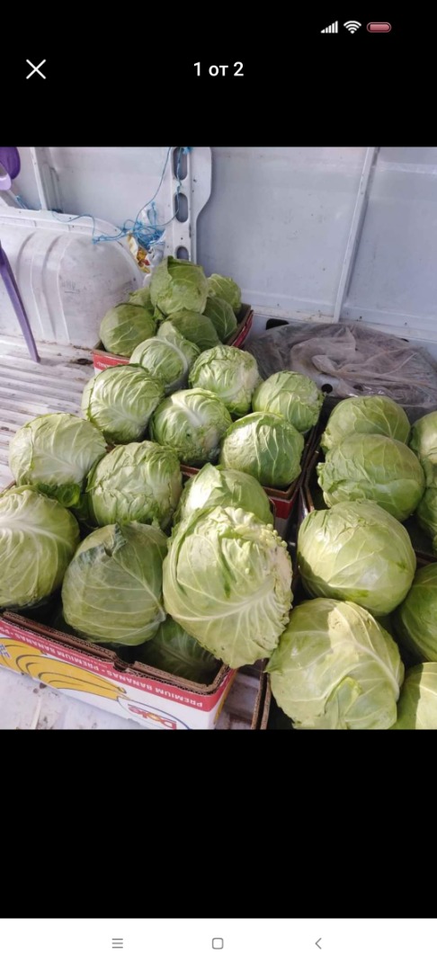 I offer Mursal cabbage, with the possibility of issuing an invoice