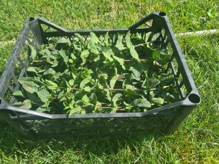 I am selling fresh Dutch mint, I have a