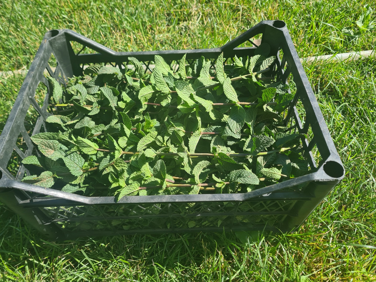I am selling fresh Dutch mint, I have a certificate from the manufacturer, for more details call