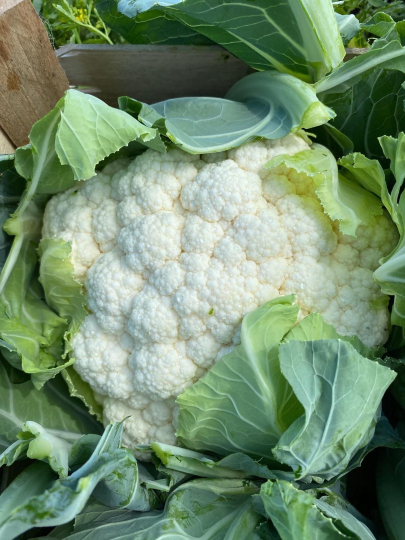 We make cauliflowers in season Caliber 6/8 rind, plastic, Global GRASP truck quantities, refrigerated ADveg