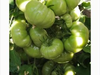 Very tasty pink tomatoes / beefsteak tomatoes. Own production