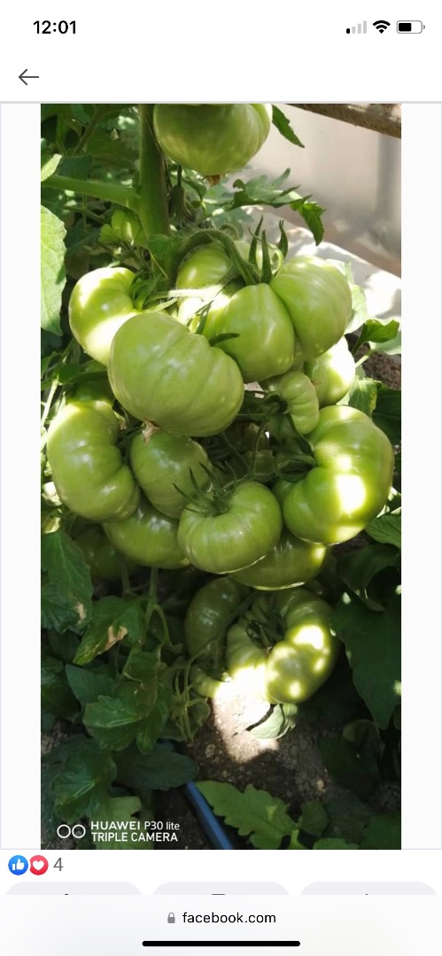 Very tasty pink tomatoes / beefsteak tomatoes