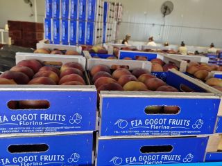 The nectarine season begins with fresh and quality fruits