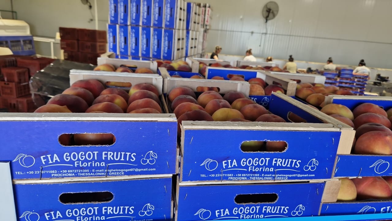 The nectarine season begins with fresh and quality fruits with negotiable prices and processed in packaging at the request of our collaborating clients, who at