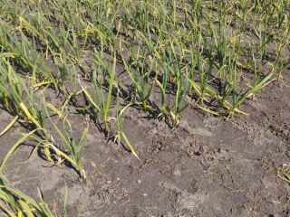 Hello, I am selling garlic grown without fertilizers and