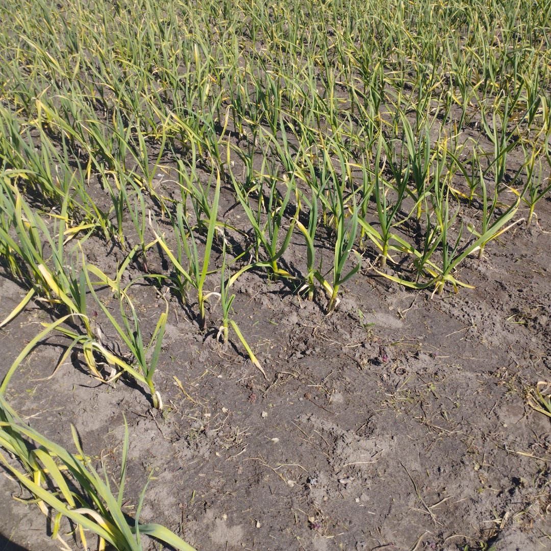 Hello, I am selling garlic grown without fertilizers and spraying