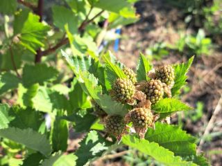 Organic blackberries ROMANIA - plantation 1 ha in Vaslui