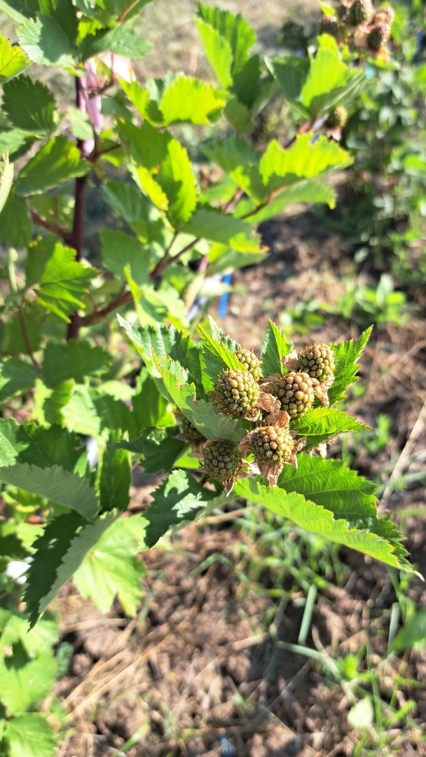 Organic blackberries ROMANIA - plantation 1 ha in Vaslui county, but I can ensure delivery including in Bucharest-Ilfov
