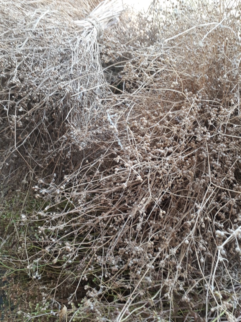 eco coriander grain for sale