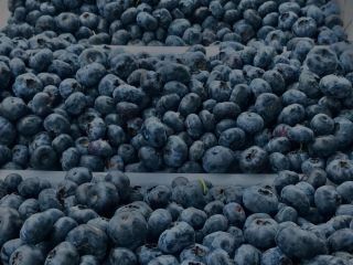 I will sell American blueberries, the price to be