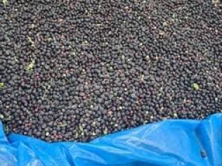 I sell fresh blueberries with accompanying documents for export