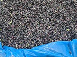 I sell fresh blueberries with accompanying documents for export delivery