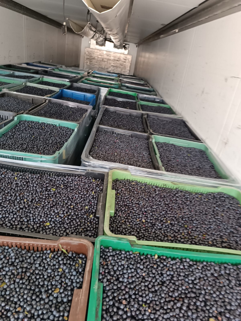 I have large quantities for sale - up to 20 tons of fresh, pure forest blueberries