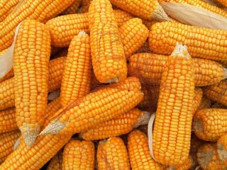 We sell full train quantities of maize. Please, feel