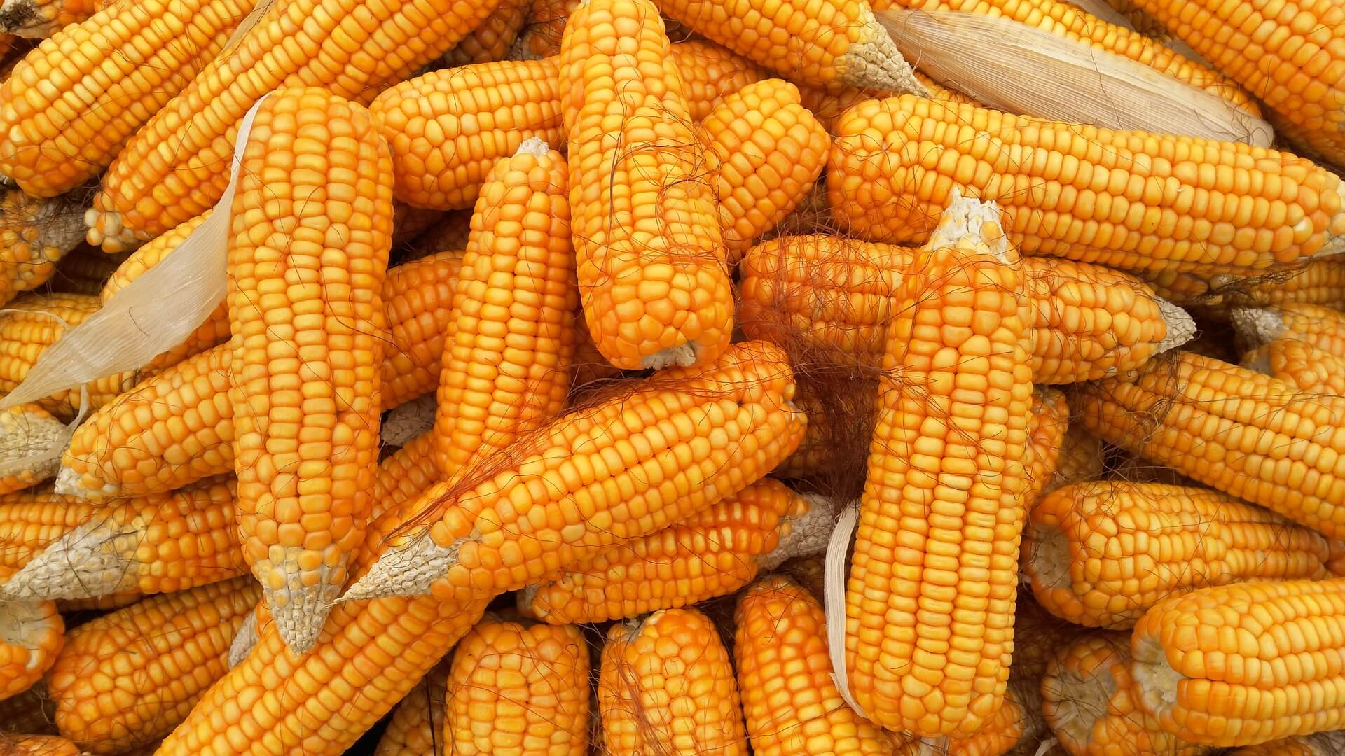 We sell full train quantities of maize