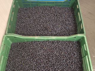 Wholesale quantities of pure, hand-picked wild blueberries. Prices fluctuate