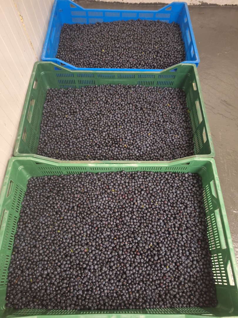 Wholesale quantities of pure, hand-picked wild blueberries