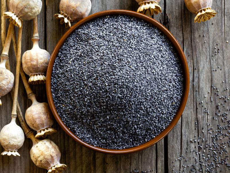 We offer best quality Poppy Seed Natural & Processed Standard Packing: 25 Kg Per bag