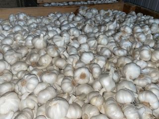 We have: -Violet Garlic and White Garlic (brushed, peeled