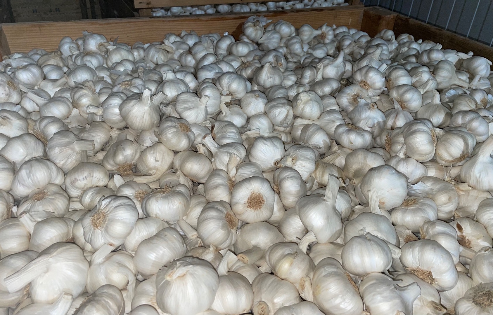 We have: -Violet Garlic and White Garlic (brushed, peeled by hand or industrial) all sizes and qualities