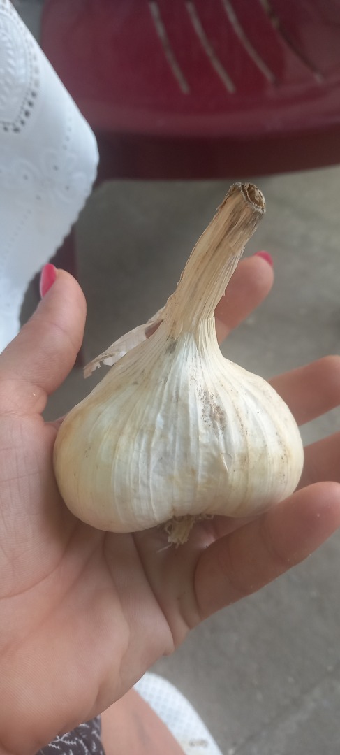I sell large quantities of garlic
