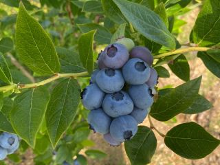I will sell blueberry - currently Duke, later Chandler