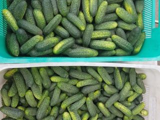 I'm selling field-grown cucumbers from my own plantation. Wholesale