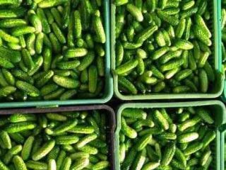 I will sell field cucumbers grown on my farm.
