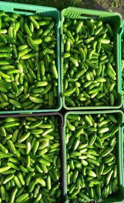 I will sell field cucumbers grown on my farm