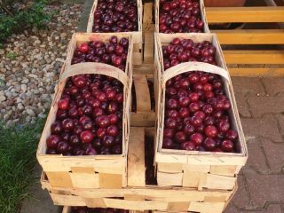 Cherry Łutówka - large Wholesale / retail
