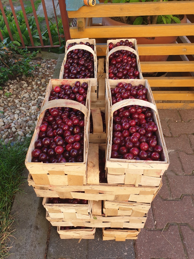 Cherry Łutówka - large Wholesale / retail
