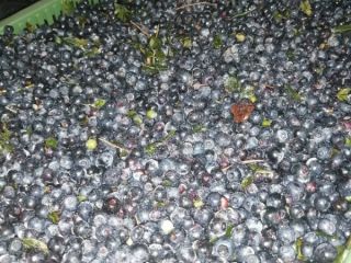 I have for sale collected daily uncleaned blueberries in