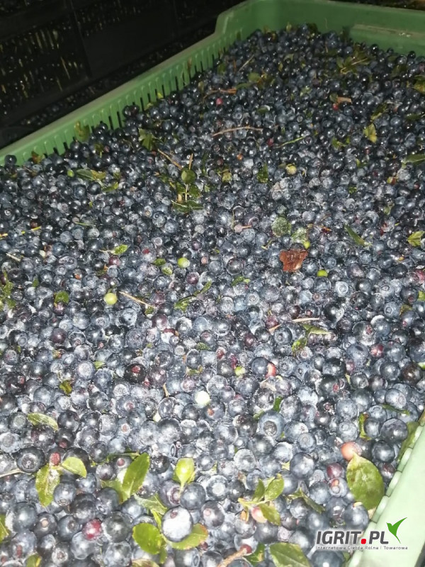 I have for sale collected daily uncleaned blueberries in large quantities
