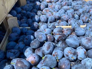 Prune Proaspete