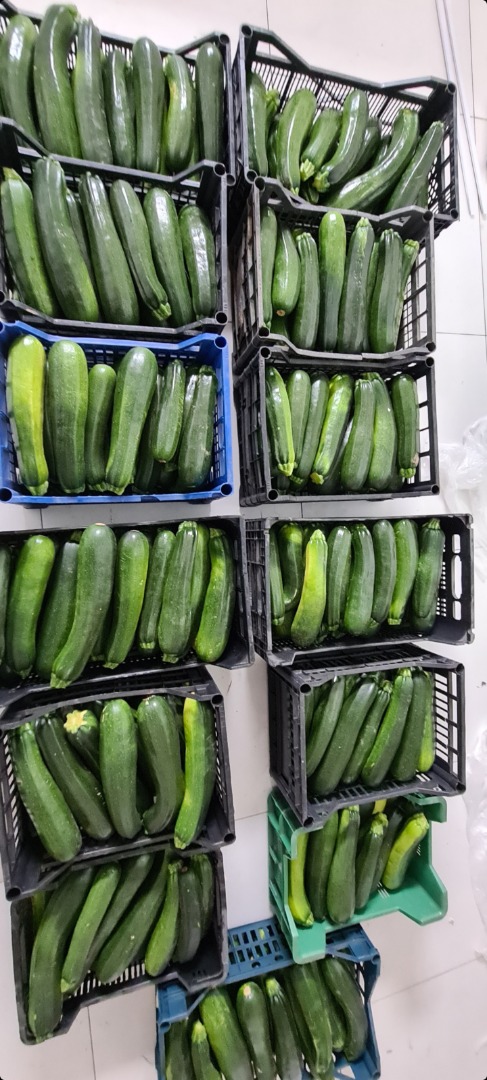 Hello, I am a farmer, I have for sale green zucchini Nefryt