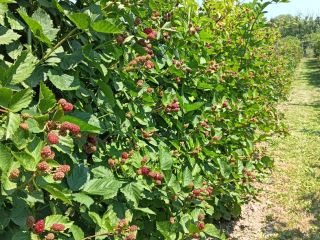 Organic blackberries in the town of Prunisor, Arad county,