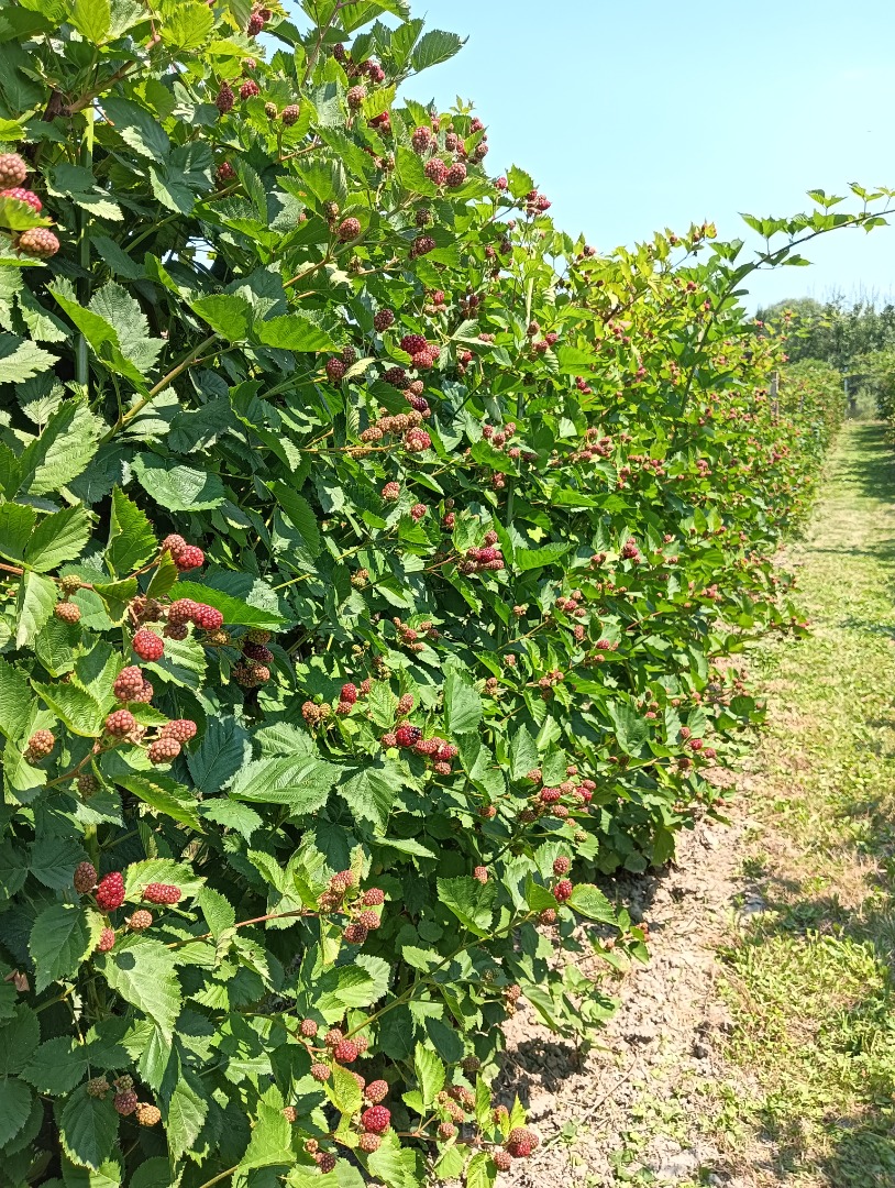 Organic blackberries in the town of Prunisor, Arad county, looking for a buyer