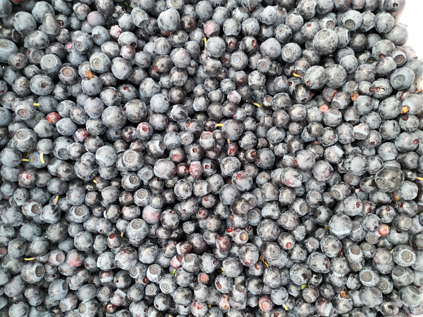 Hello, I offer freshly picked blueberries for sale, please contact me if you are interested