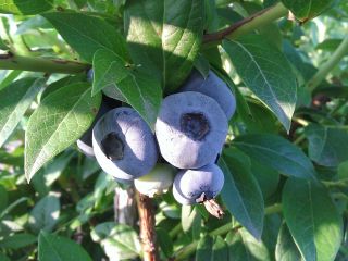 I will sell blueberries from my own plantation. Possibility