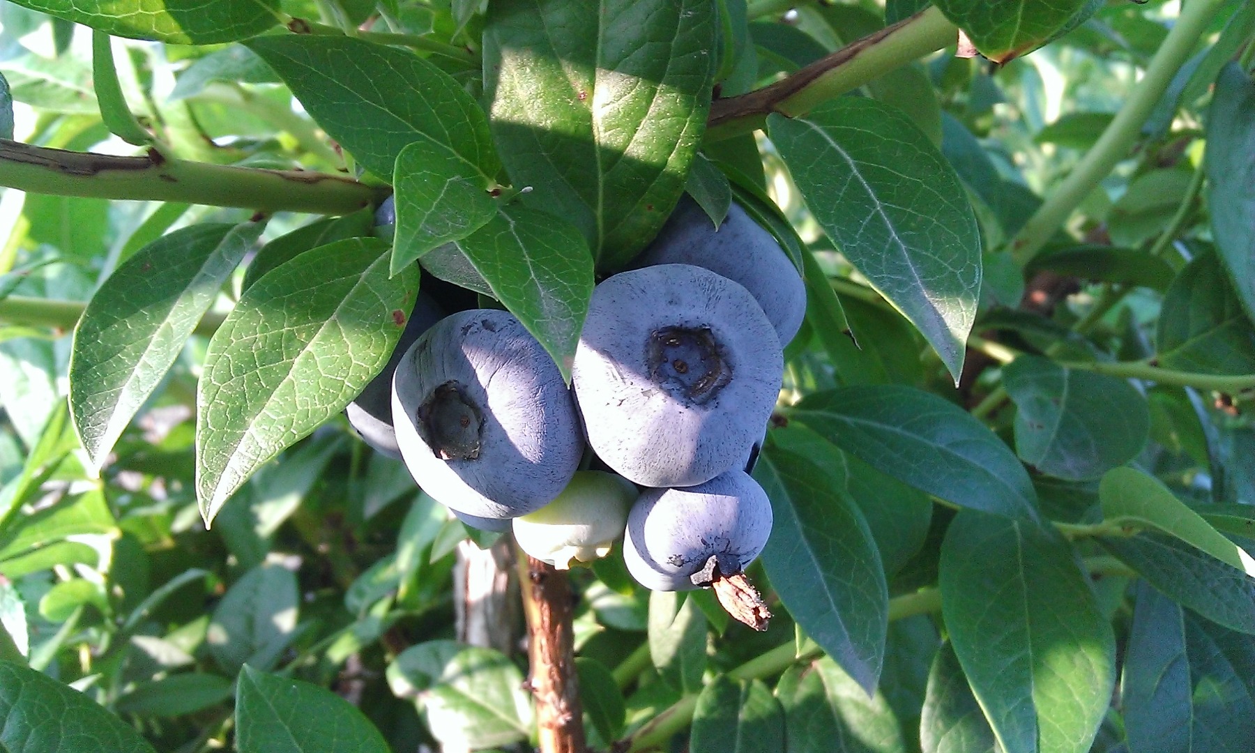 I will sell blueberries from my own plantation