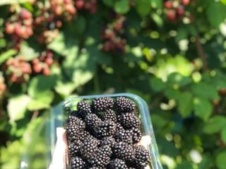 I am selling cultivated blackberries of the ThornFree variety