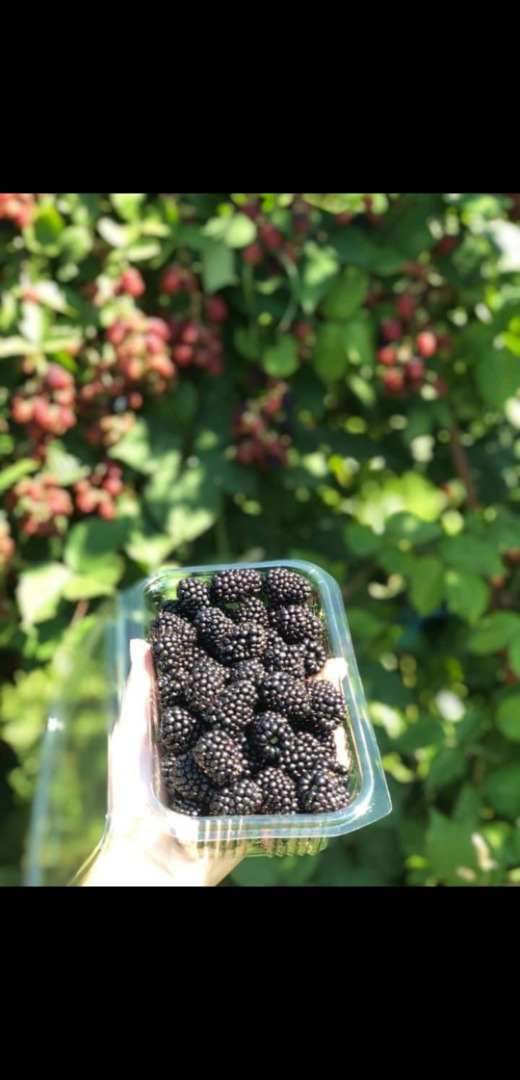I am selling cultivated blackberries of the ThornFree variety in pots of grams, own production, the culture is located in the locality of Arbore in the county