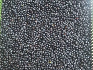 I will sell fresh forest blueberries, pure wholesale quantities,